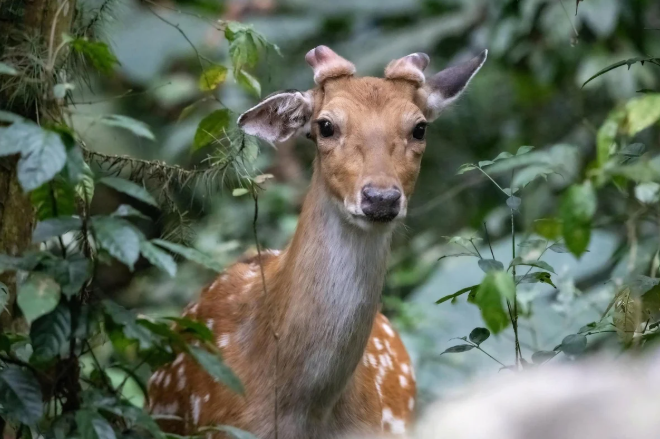Cuc Phuong National Park and SVW to rewild 60 deer